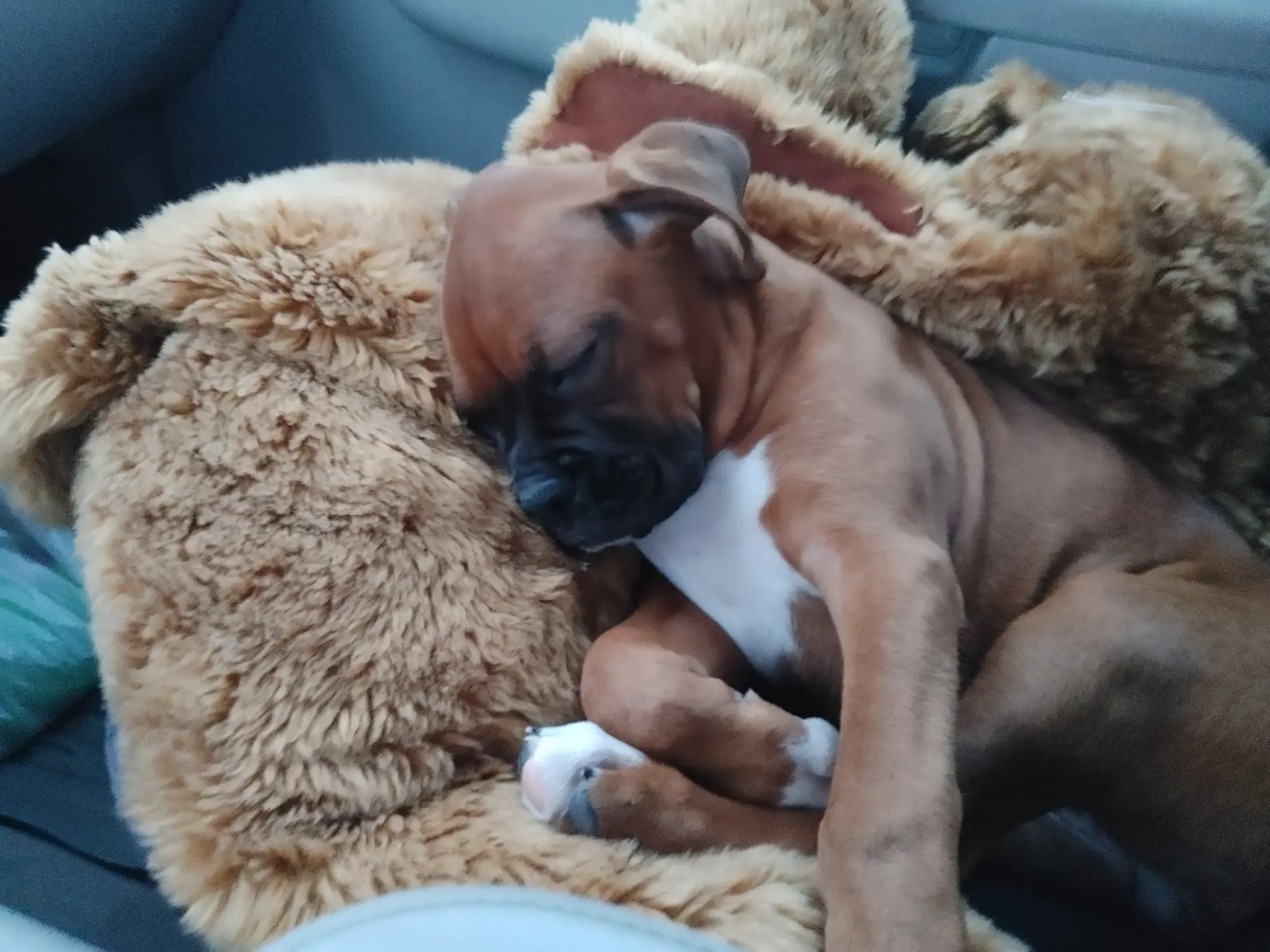Dog